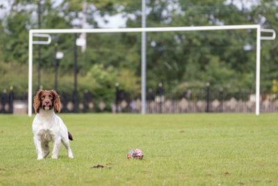 Portrait of english springer spaniel by toy on soccer field