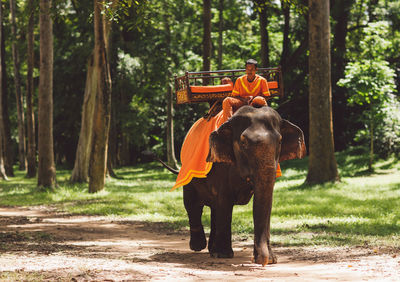 Rear view of man walking in forest