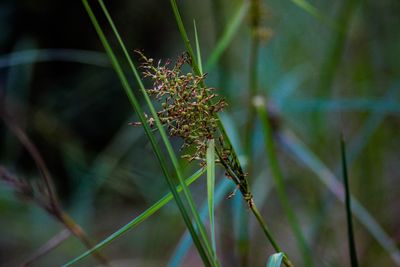 Close-up of plant against blurred background