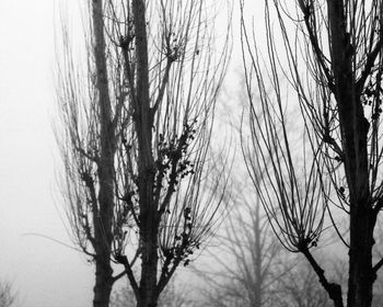 Close-up of bare trees against clear sky