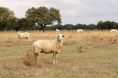 Sheep in a field