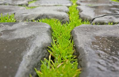 Close-up of grass by water