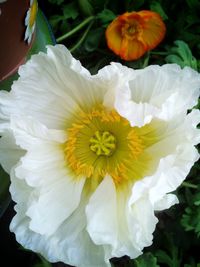 Close-up of white flower