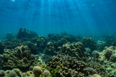 Underwater scene with coral reef and fish sea in surin islands phang nga province of thailand.