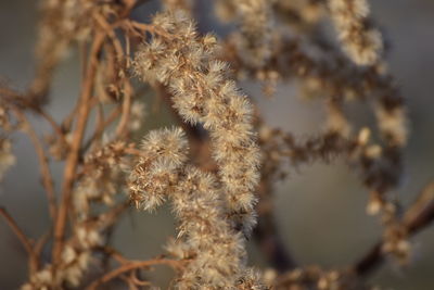 Close-up of dried plant