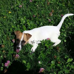 Dog standing on grassy field