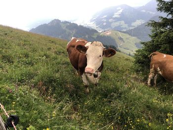 View of cow on field