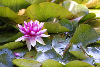 Water lily with green leaves in a small like, nymphaea close-up photo