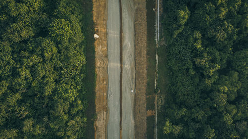 High angle view of trees growing in forest