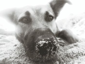 Close-up portrait of a dog