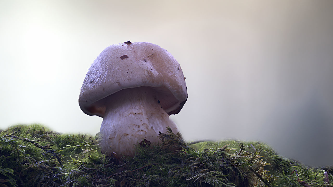 CLOSE-UP OF MUSHROOMS GROWING ON LAND