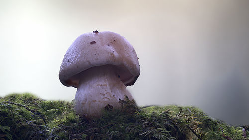 Close-up of mushroom growing on field