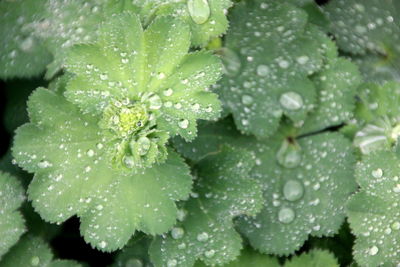 Full frame shot of wet plant leaves during rainy season
