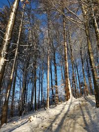 Trees in forest during winter