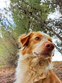 Close-up of a dog looking away