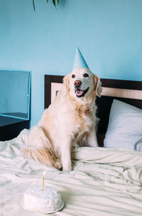 Labrador golden retriever dog celebrates birthday in a cap and with cake