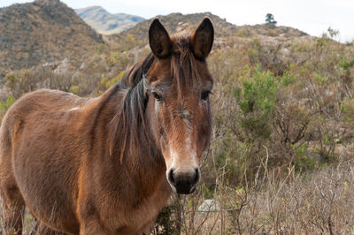 Horse by trees against mountains