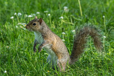 Close-up of squirrel on grass