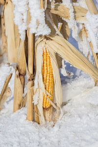 Frosty ear of corn.