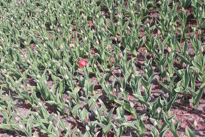 Full frame shot of flowering plants on land