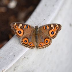 Close-up of butterfly