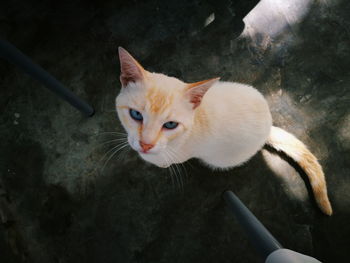 Close-up portrait of cat