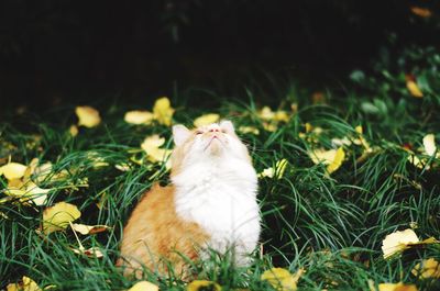 Close-up of cat on grass