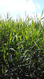 Close-up of crops growing on field against sky