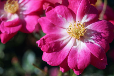 Close-up of pink flowers blooming outdoors