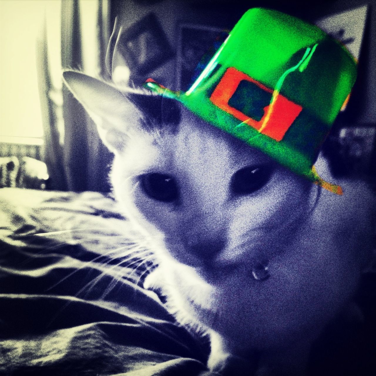 Happy Saint Patrick's Day!