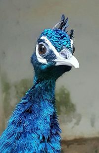 Close-up of peacock