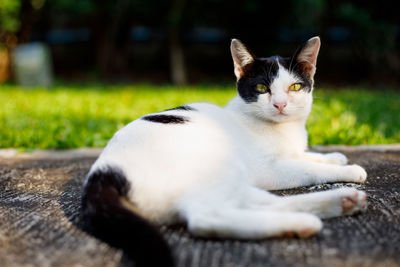 Close-up of cat lying on field