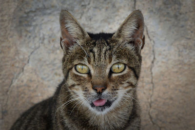 Close-up portrait of tabby cat