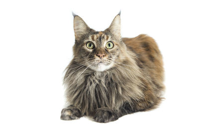 Portrait of cat against white background