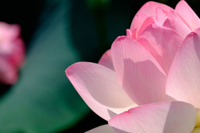 Close-up of pink flower