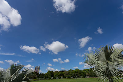 Palm trees against blue sky