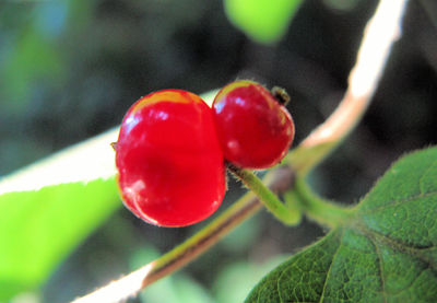 Close-up of red leaves