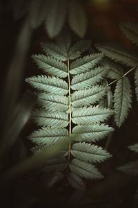 Close-up of fern leaves