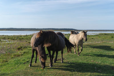 Horses in a field