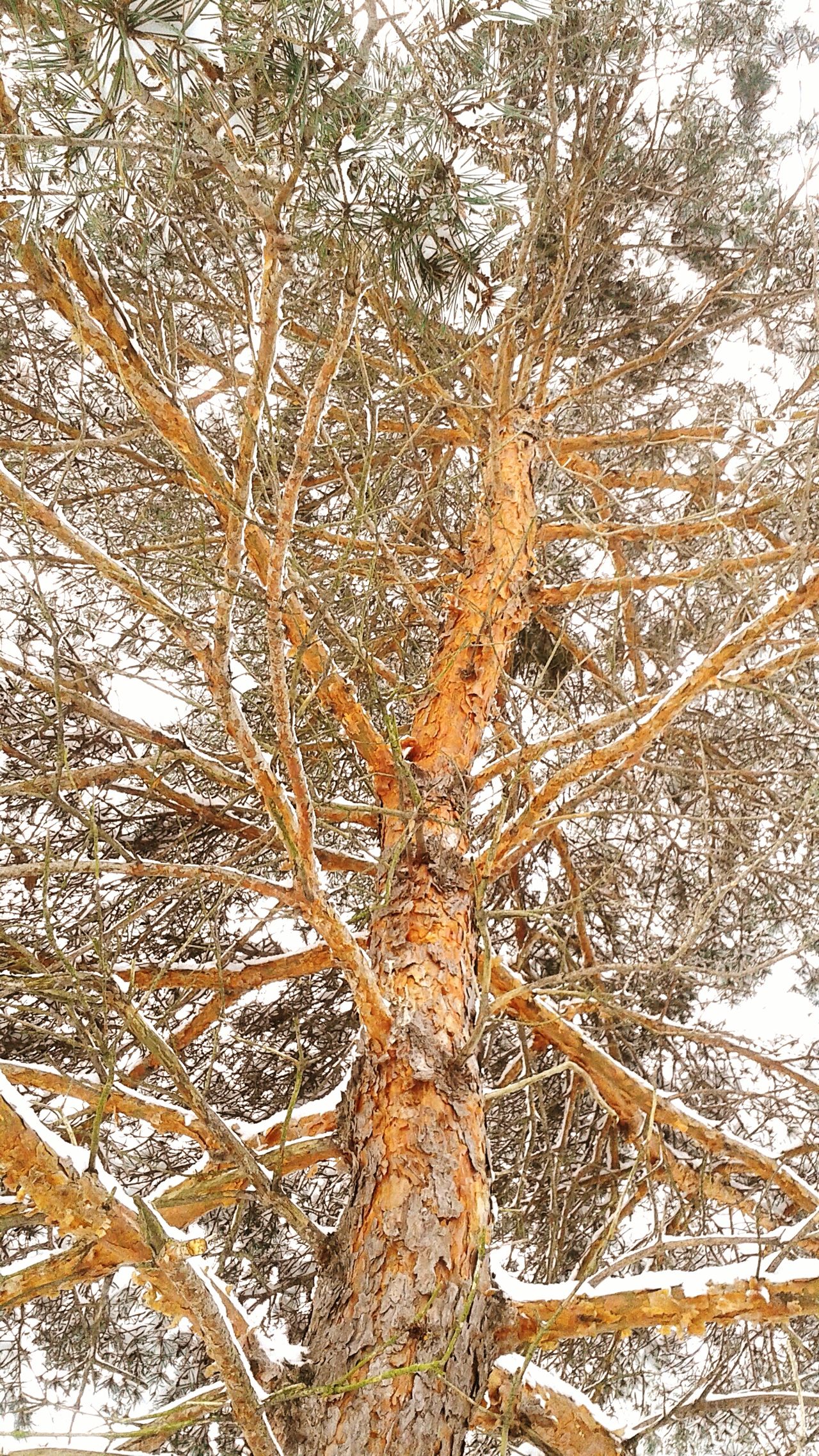 Beautiful winter trees