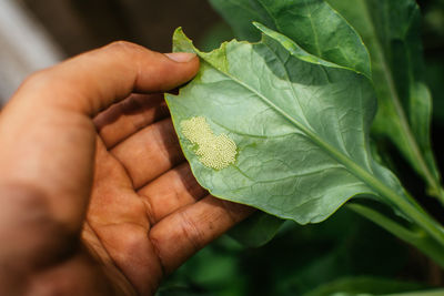 Close-up of hand holding leaves