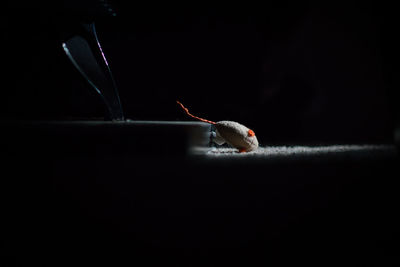 Close-up of insect over black background