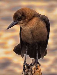 Close-up of bird perching on wooden post