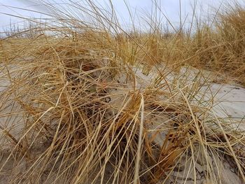 Close-up of stalks in field against sky