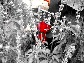 Close-up of red flowers