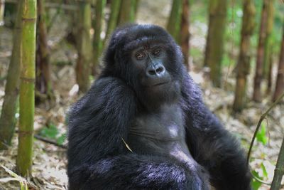 Portrait of a monkey looking away