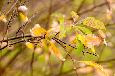 Close-up of autumnal leaves against blurred background