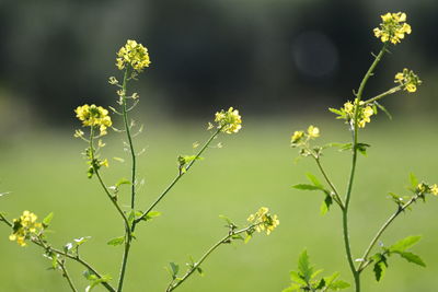 Close-up of flowering plant