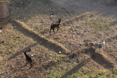 High angle view of two dogs on land