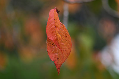 Close-up of red leaf against blurred background